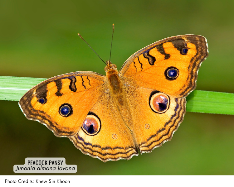 Peacock Pansy (Junonia almana javana)